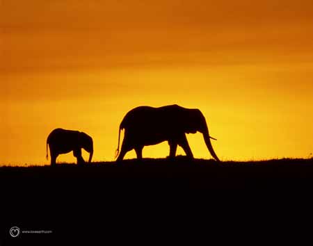 Elefante madre e hijo